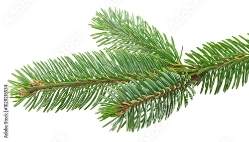 Fir, tree spruce branch, isolated on white background 