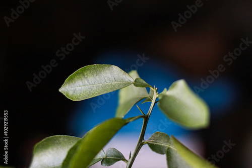 Young citrus tree sprout indoors. Green leaves.