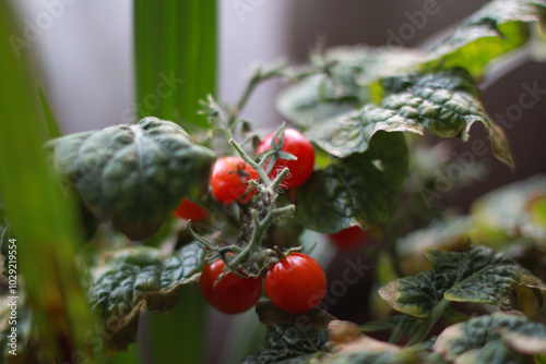Small tomatoes grown at home in an apartment.
