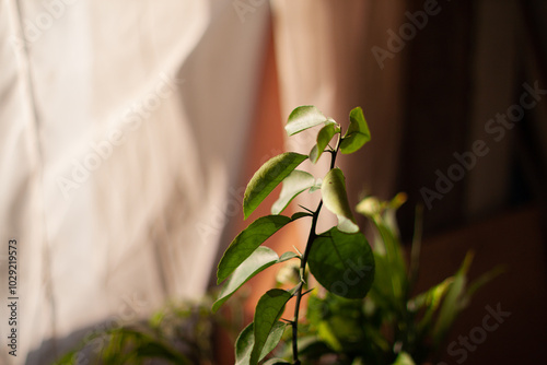 Young citrus tree sprout indoors. Green leaves.