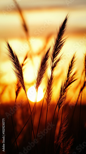 Orange Sunset Landscape