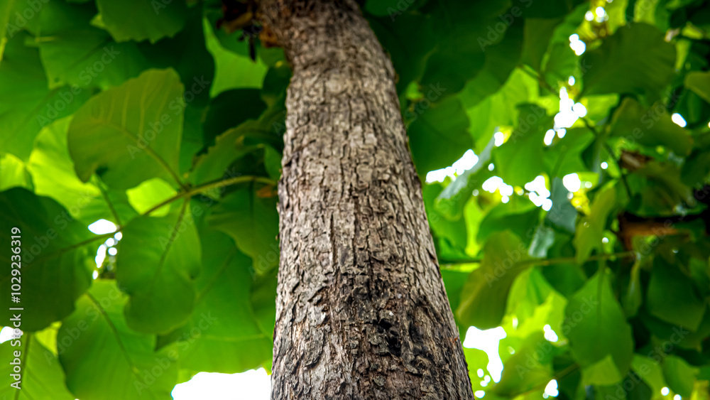 Tree trunk, green leaves, sunlight through canopy. Suitable for nature blogs, environmental websites, or wellness publications.
Tree trunk, green leaves, sunlight through canopy. Suitable for nature blogs, environmental websites, or wellness publications.