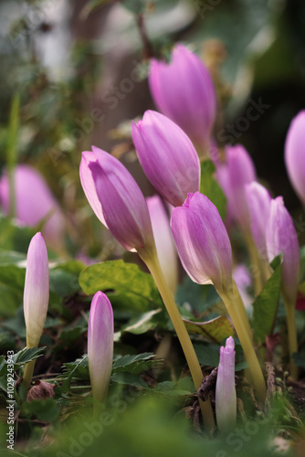 Crocus flowers blooming at autumn sunny day
