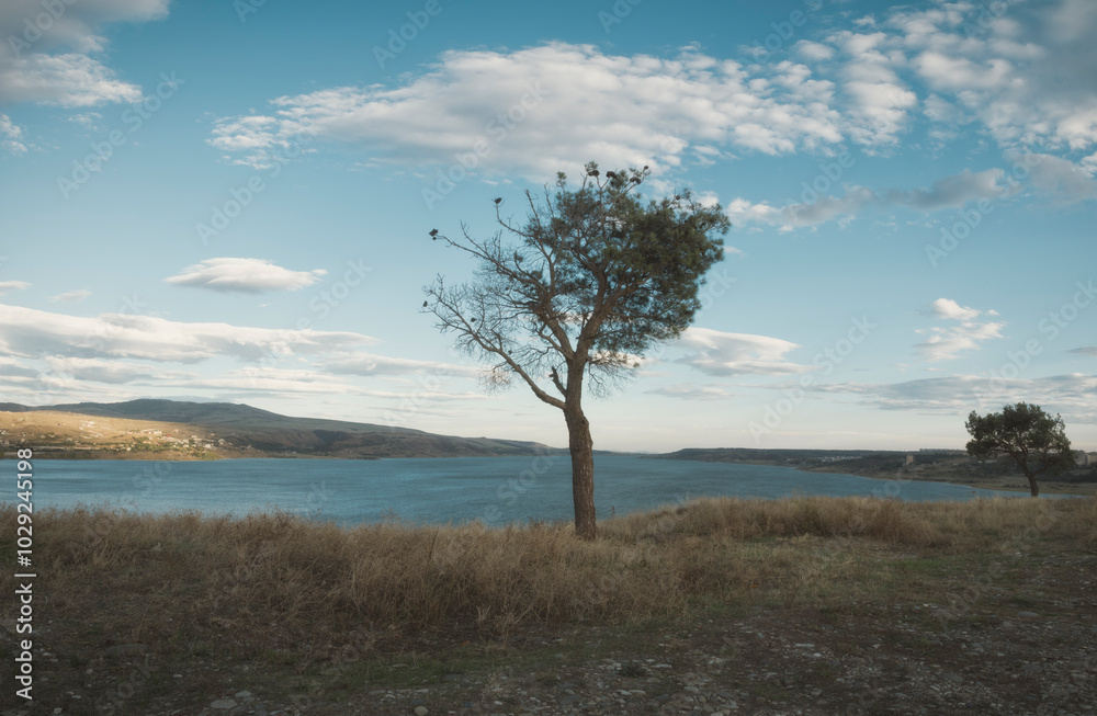 Pine tree in front of Tbilisi reservoir in autumn day Pine tree in front of Tbilisi reservoir in autumn day