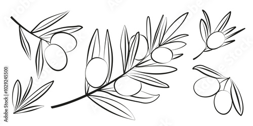 Set of Olives branch in line art style on white background. Vector illustration of olive branches for festival in Spain. Floral elements for posters, banners, flyers, web, social media, sale, card. photo