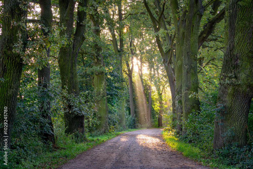 Obraz premium oak alley during sunrise. an alley in the village planted with old oaks. huge trees by the road. rays breaking through trees and leaves on an autumn morning. sunrise. rural landscape.