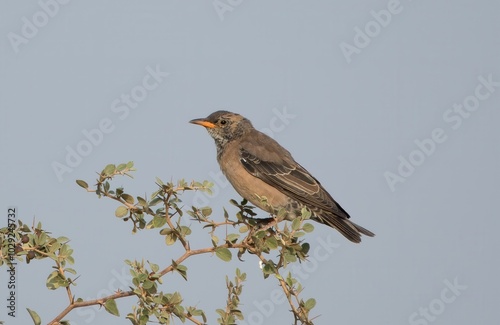 Photos rosy starling (Pastor roseus) also known as the rose-coloured starling or rose-c