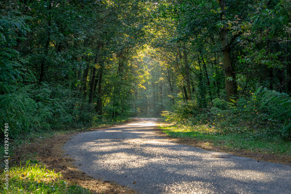 Fototapeta premium sunlight shining through the trees in the forest. dawn, morning on a forest road. summer-autumn season in the forest.