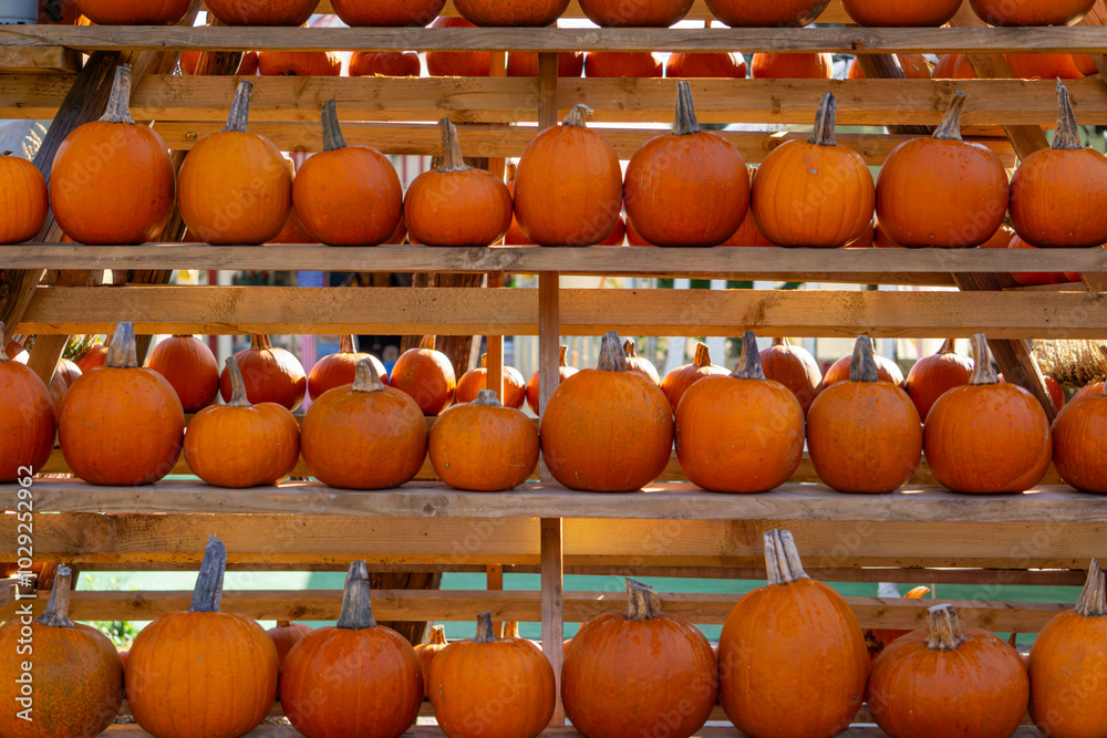 Naklejka premium exhibition of autumn vegetables. pumpkins on wooden crates on the farm. pumpkin farm. autumn decorations.