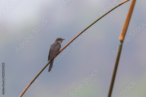 Lesser Cuckoo Cuculus poliocephalus at Eaglenest WLZS, Arunachal Pradesh, India photo