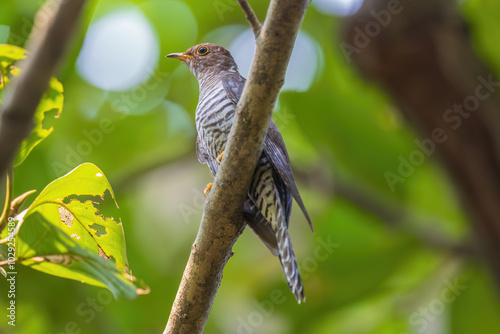 Lesser Cuckoo Cuculus poliocephalus at Rabindra Saravar, Kolkata, West Bengal, India