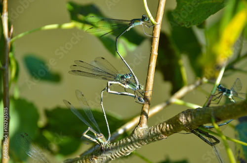 Pair of dragonflies during mating season, nature, love