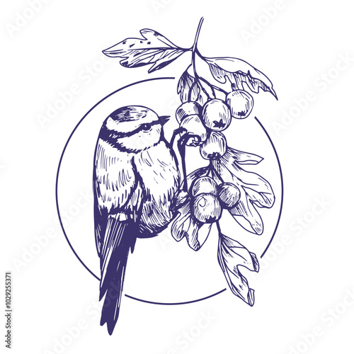Bird on berries, ink illustration of  blue tit, great tit, realistic sketch, vintage style, hand drawn vector