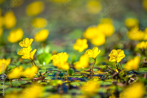 Nymphoides peltata fringed water lily yellow flowers macro closeup ground surface level view of water pond in Virginia countryside rural garden photo