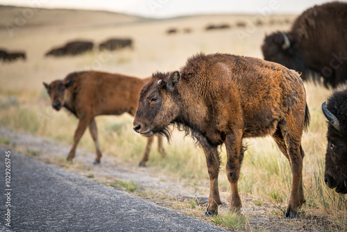 Baby calf bison at Antelope Island State Park, Utah in summer with dry landscape closeup looking at camera side profile photo