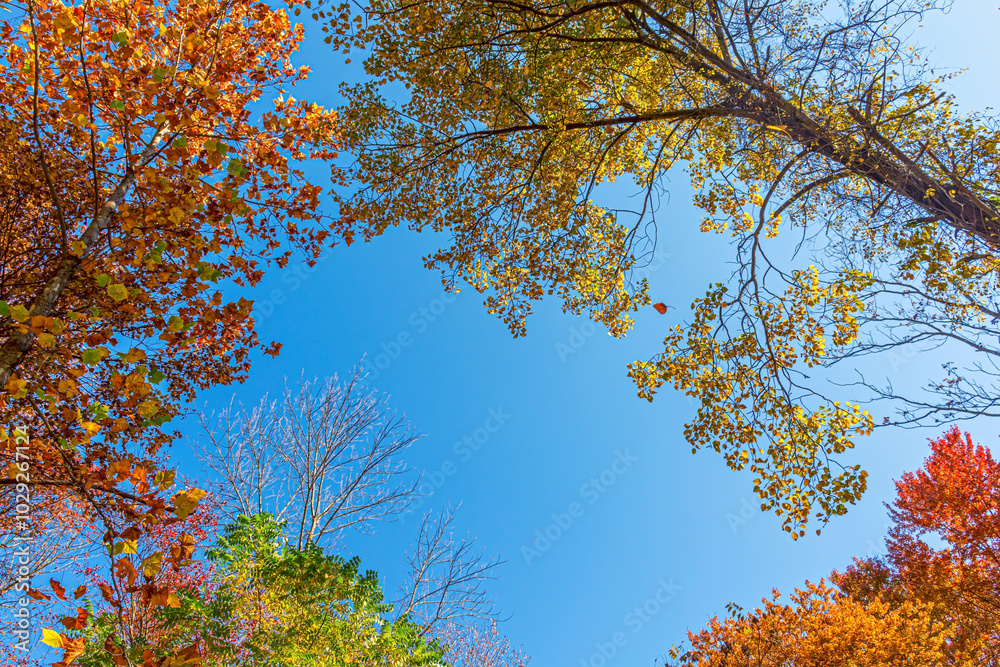 Fall Above Fall Above