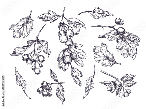 Set of berries and leaves, hawthorn, rowan, vector sketch illustration, hand drawn, black outline