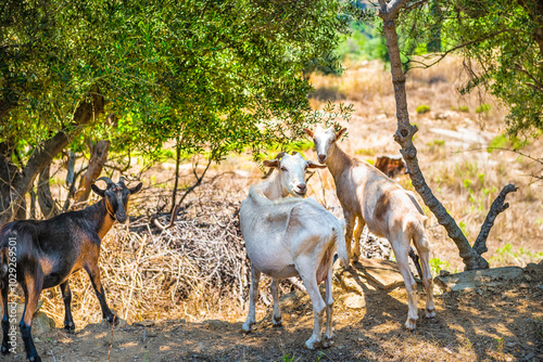 Goats grazing on grass field with bell, domestic farm animals raised for meat on Ikaria island, Greece longevity blue zone photo