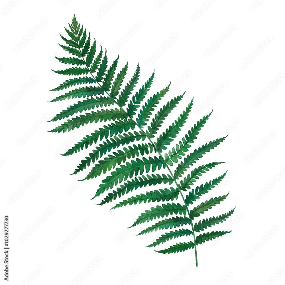 Green fern. Watercolor hand-drawn illustration of a wild plant. Clipart on a white background on the theme of nature, forest, autumn. For the design of albums, postcards and invitations.