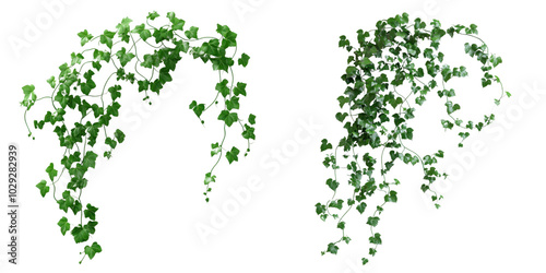 Hanging Green Ivy Vines on Transparent Background