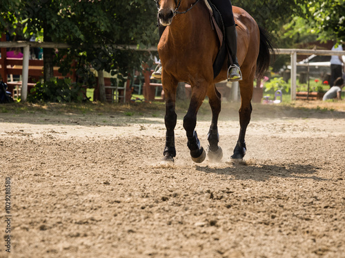 Close up of horse hooves trotting