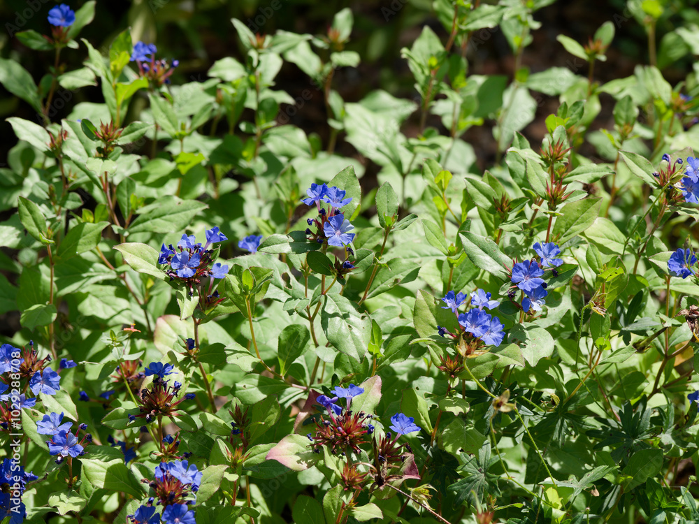 Ceratostigma plumbaginoides | Dwarf plumbago - Hardy blue-flowered leadwort - Blue ceratostigma o-Plumbago larpentiae. Mat of blue-gentiane inflorescence Ceratostigma plumbaginoides | Dwarf plumbago - Hardy blue-flowered leadwort - Blue ceratostigma o-Plumbago larpentiae. Mat of blue-gentiane inflorescence