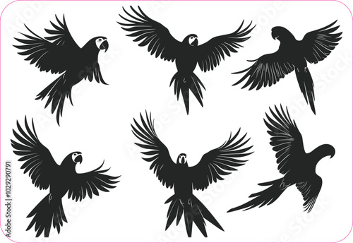 Set of condor silhouettes, Set of black silhouettes of condor flying, Black silhouette of a Condor, Silhouette of condor flying, Flying bird silhouettes, Vector