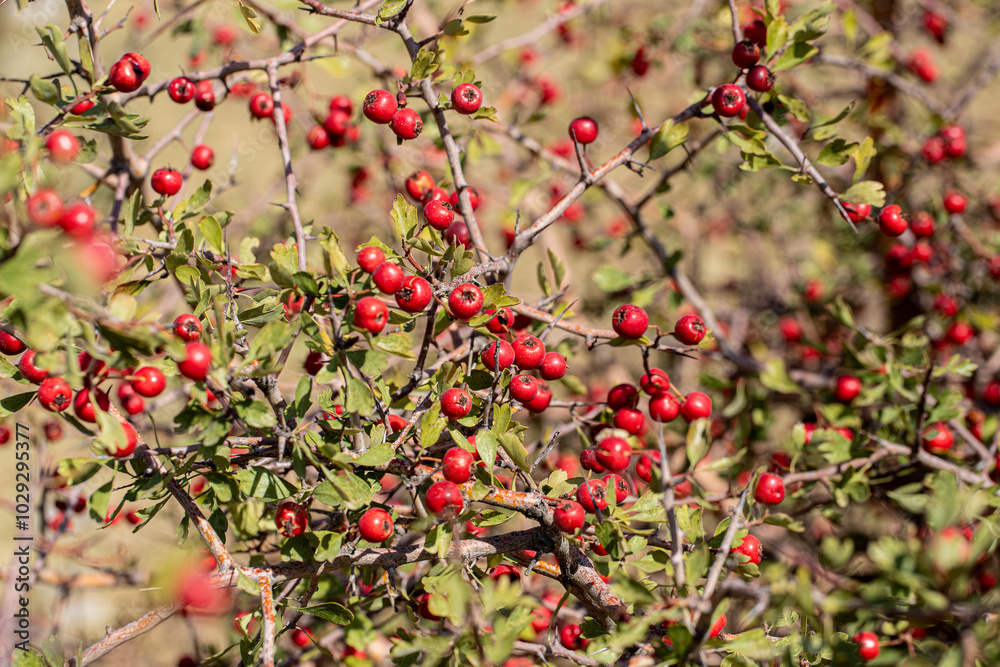 Red hawthorn fruit grown naturally in the mountains.