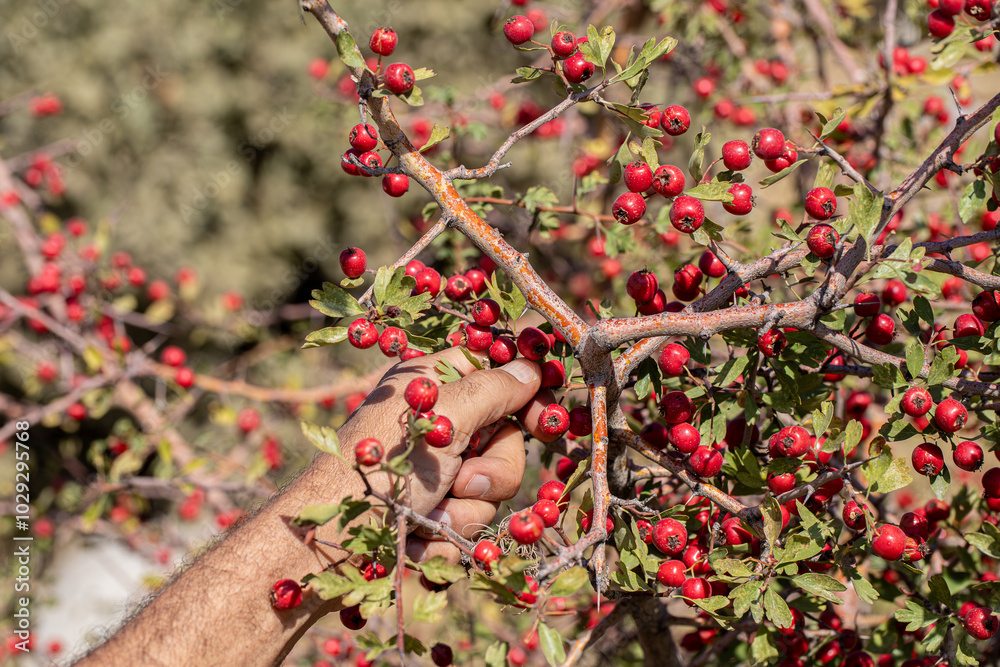 Red hawthorn fruit grown naturally in the mountains.
