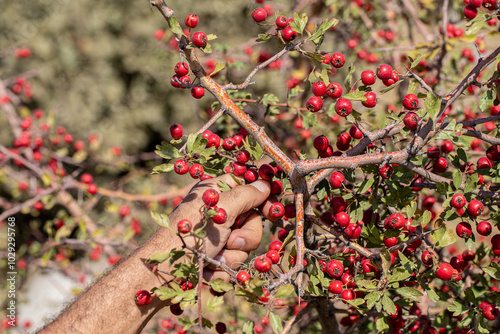 Obraz na płótnie Red hawthorn fruit grown naturally in the mountains. w salonie