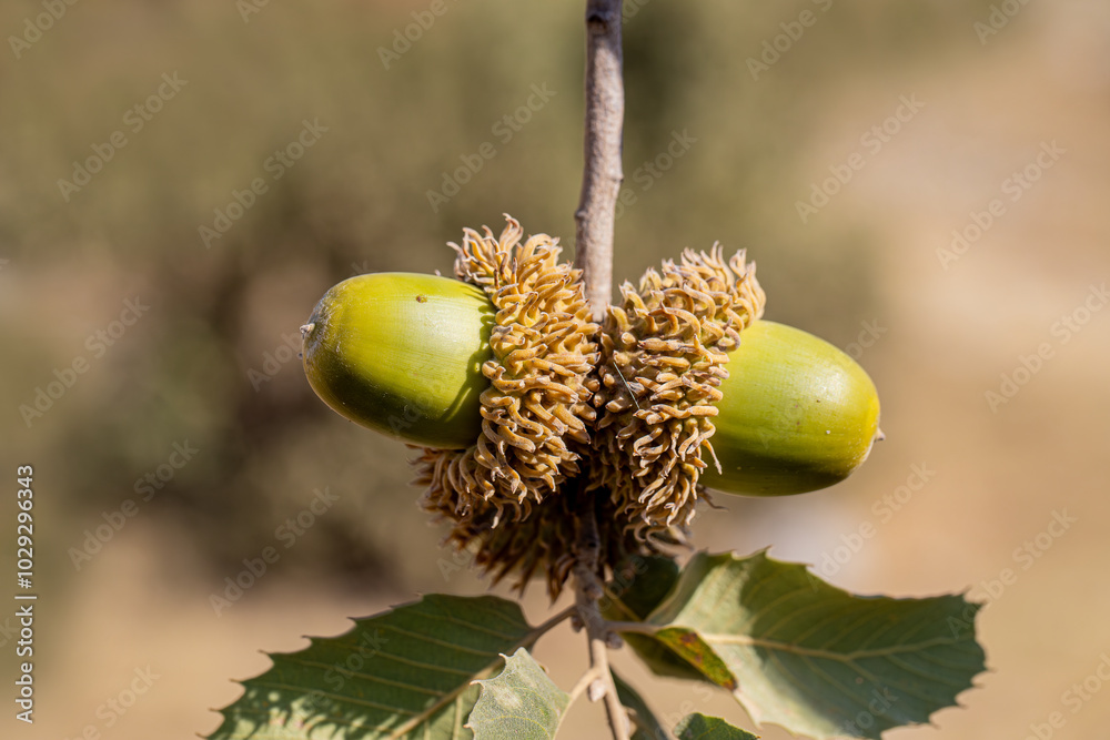 Acorn is a hard, clawed fruit of the oak tree that grows in Turkey, with a closed and oval stem and an open section, and a chestnut-like nut called apelid inside.