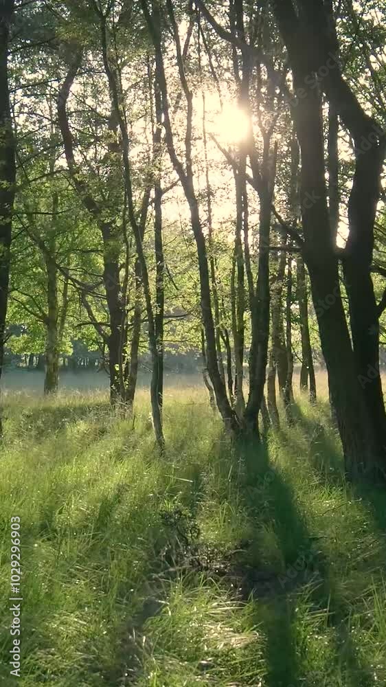 Sun shining through trees casting shadows on the grass in a forest Sun shining through trees casting shadows on the grass in a forest