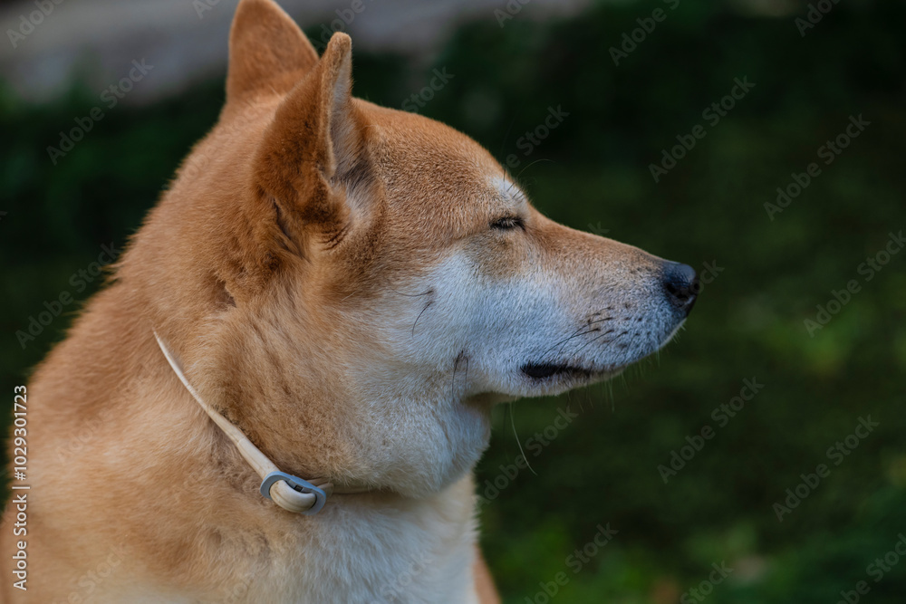 Playful photograph of the Shiba Inu, with the energy, elegance and character of this iconic Japanese breed, Playful photograph of the Shiba Inu, with the energy, elegance and character of this iconic Japanese breed,