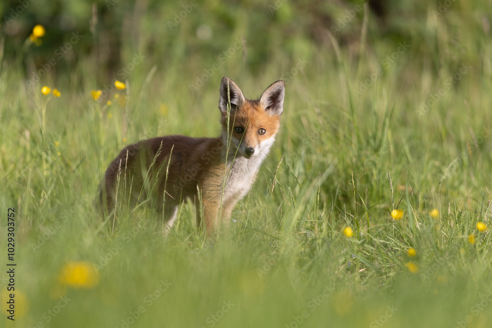 Obraz premium Photographs of UK Foxes