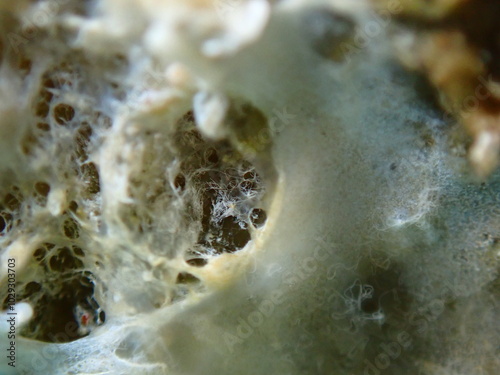 Dying variable loggerhead sponge (Ircinia variabilis) with signs of early decomposition extreme close-up undersea, Aegean Sea, Greece, Halkidiki, Pirgos beach