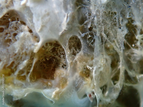 Dying variable loggerhead sponge (Ircinia variabilis) with signs of early decomposition extreme close-up undersea, Aegean Sea, Greece, Halkidiki, Pirgos beach photo