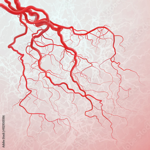Blood vessels. Isolated vector illustration