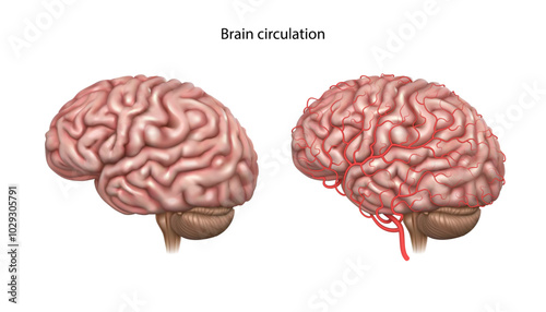 Brain circulation. Isolated vector illustrationя