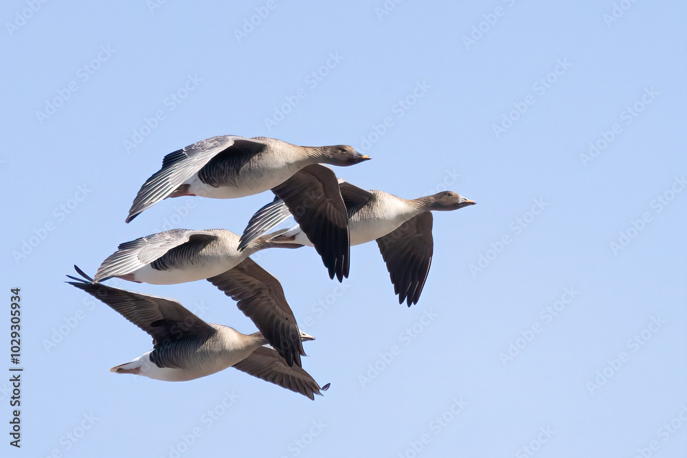 Fototapeta premium Bean Goose