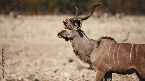 Closeup view of a great kudu antelope in Namibia desert . 