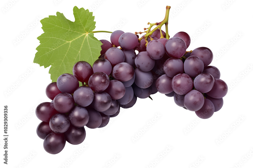 Red grape on transparent background. PNG cutout. Wine related themes. Wine professions. Oenologist. Wine shop. Buying and selling wine. Images for graphic designers. Isolated wine. Image for website Red grape on transparent background. PNG cutout. Wine related themes. Wine professions. Oenologist. Wine shop. Buying and selling wine. Images for graphic designers. Isolated wine. Image for website