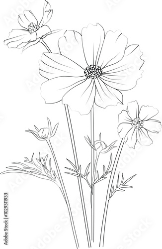 October birth flower black and white vector sketch illustration of floral ornament bouquet of Cosmos simplicity, Embellishment, zentangle design element for card printing coloring pages