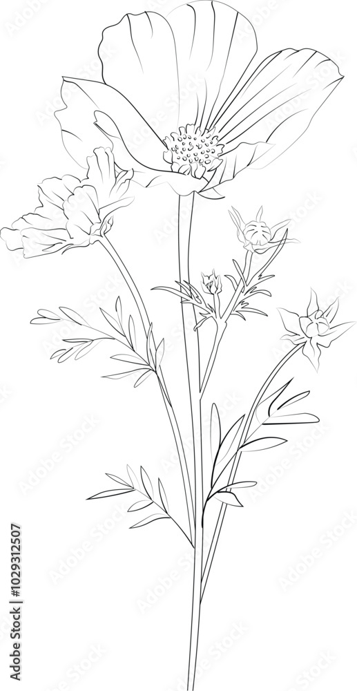 Birth flower Cosmos doodle bouquet of flower design for card or print. hand-painted Cosmos flower illustrations isolated on white backgrounds, engraved ink art floral coloring pages, and books Birth flower Cosmos doodle bouquet of flower design for card or print. hand-painted Cosmos flower illustrations isolated on white backgrounds, engraved ink art floral coloring pages, and books