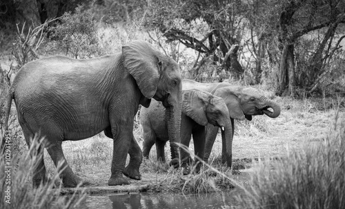 Photography elephants in the savannah, South Africa