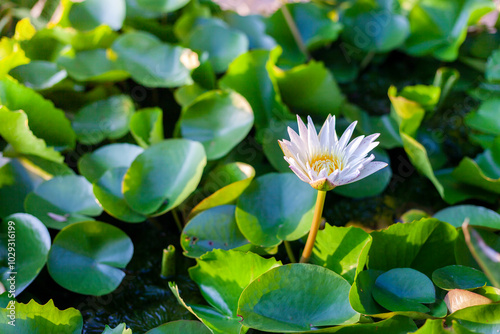 lotus flower in the garden