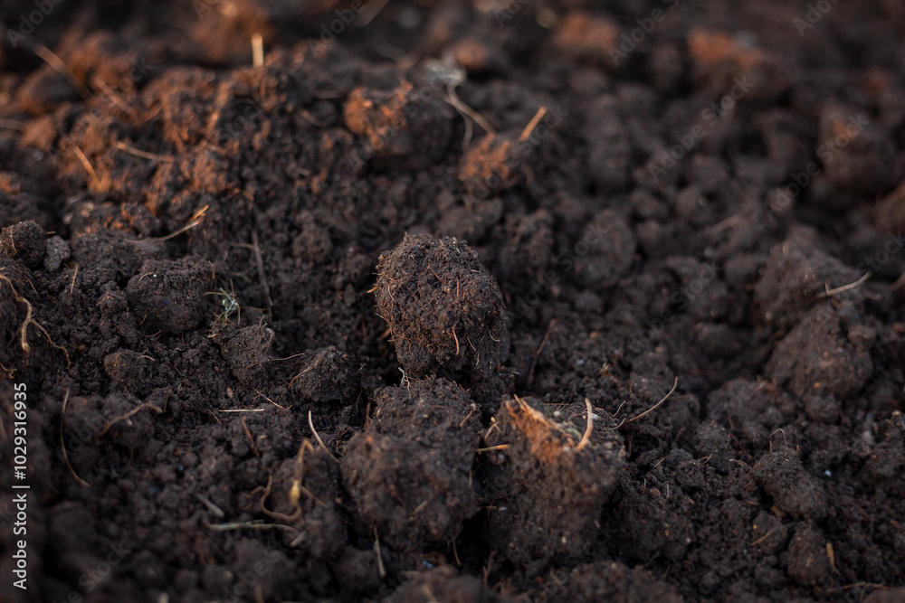 Soil for growing seedlings, vegetables in the nursery. Soil mixture with manure, husks, coconut husks, fermented before planting. Close-up photo of soil. Soil preparation Soil for growing seedlings, vegetables in the nursery. Soil mixture with manure, husks, coconut husks, fermented before planting. Close-up photo of soil. Soil preparation