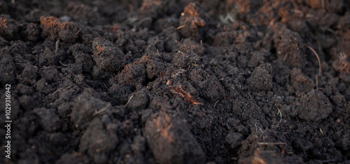 Soil for growing seedlings, vegetables in the nursery. Soil mixture with manure, husks, coconut husks, fermented before planting. Close-up photo of soil. Soil preparation