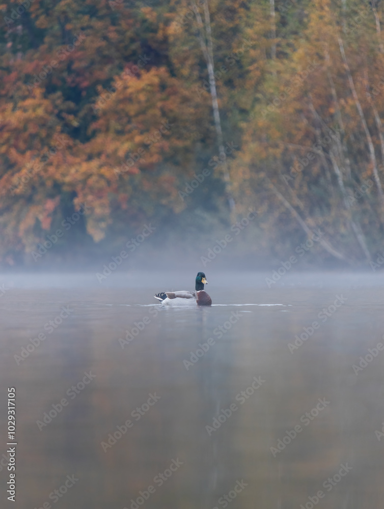 Male duck, anas platyrhynchos animal swimming on lake with fog. Czech wildlife background Male duck, anas platyrhynchos animal swimming on lake with fog. Czech wildlife background