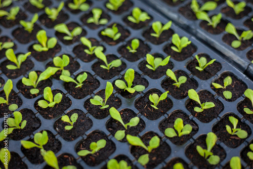 Growing seedlings in trays. Plants are growing from seeds in trays in a nursery. Photo of plants in the background is sunlight. Seedlings in seed trays.