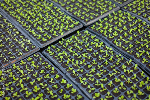 Growing seedlings in trays. Plants are growing from seeds in trays in a nursery. Photo of plants in the background is sunlight. Seedlings in seed trays.